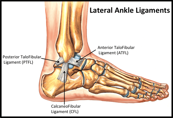 lateral ankle